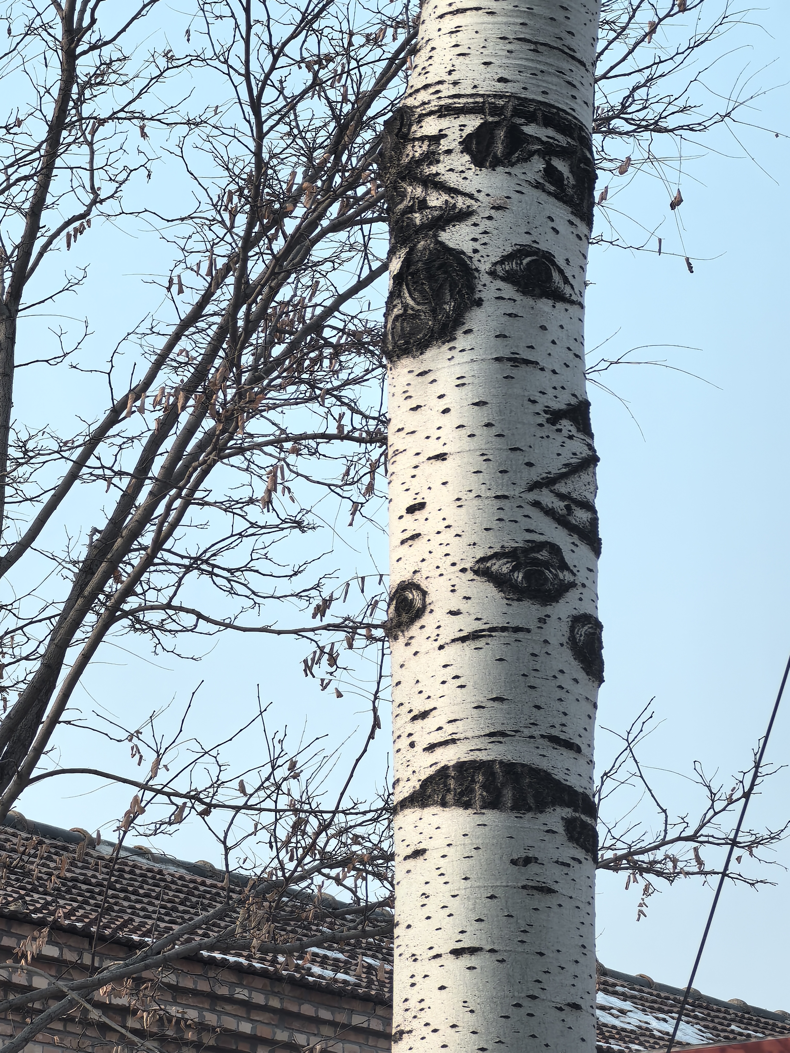 毛白杨冬季树干