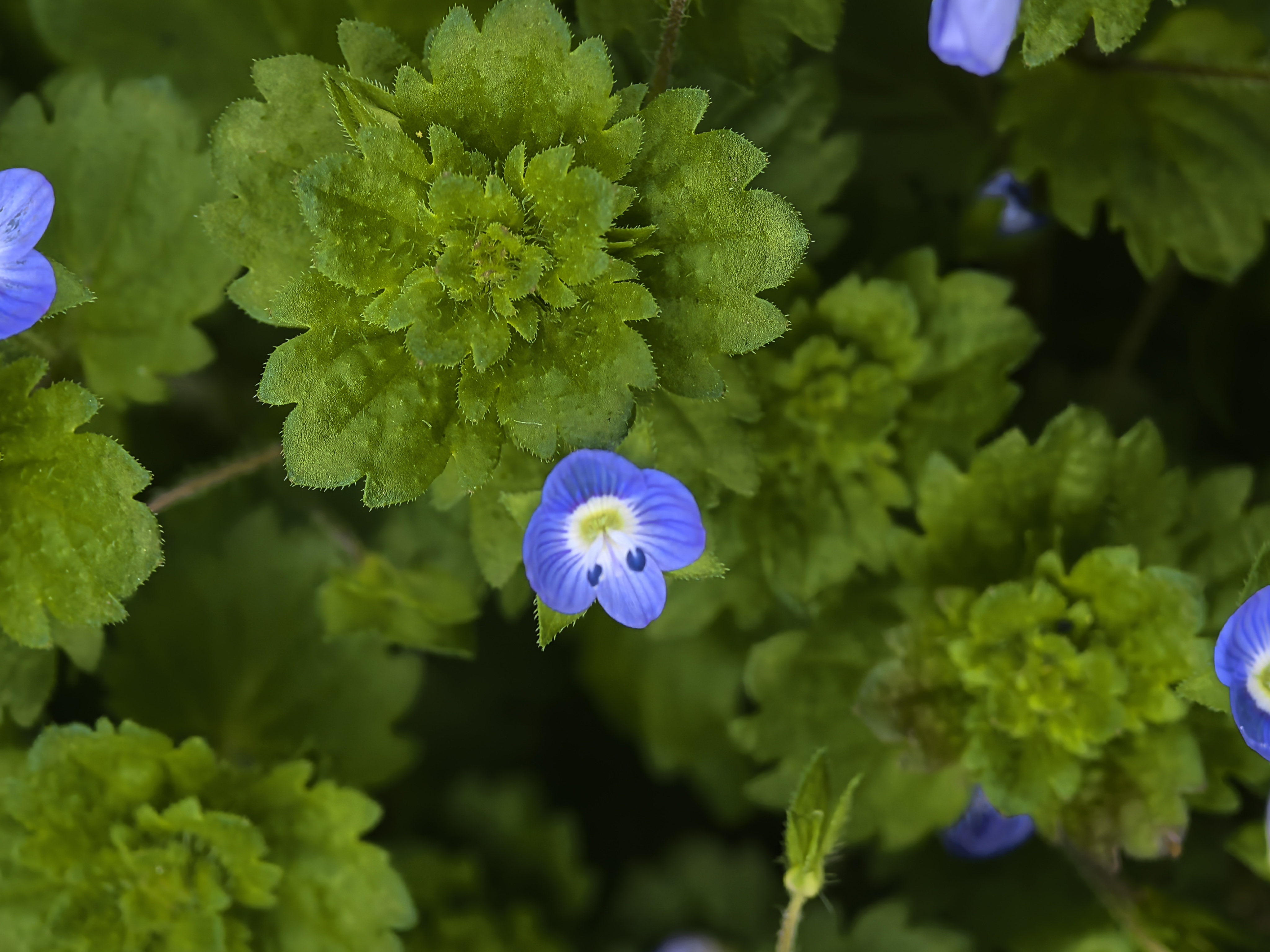 阿拉伯婆婆纳局部