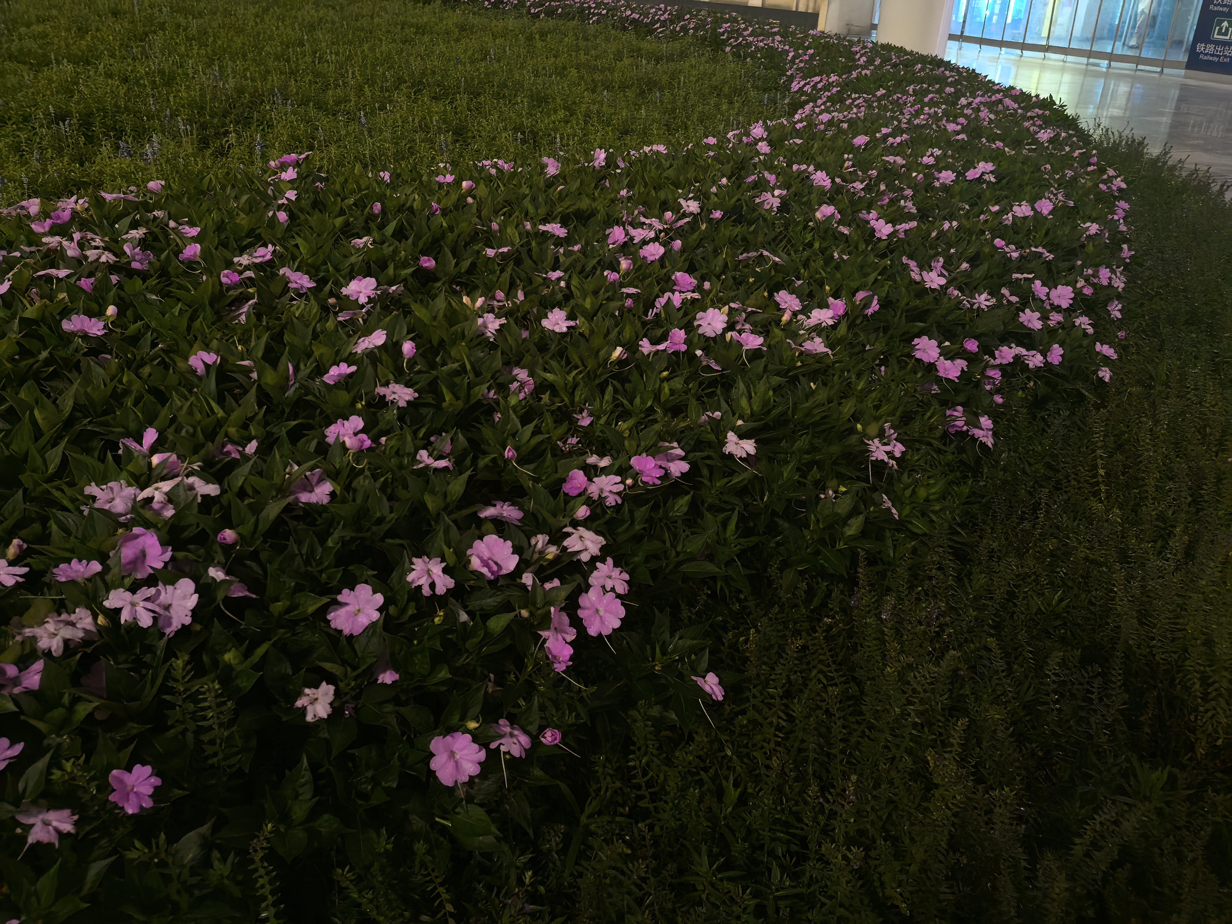 新几内亚凤仙花