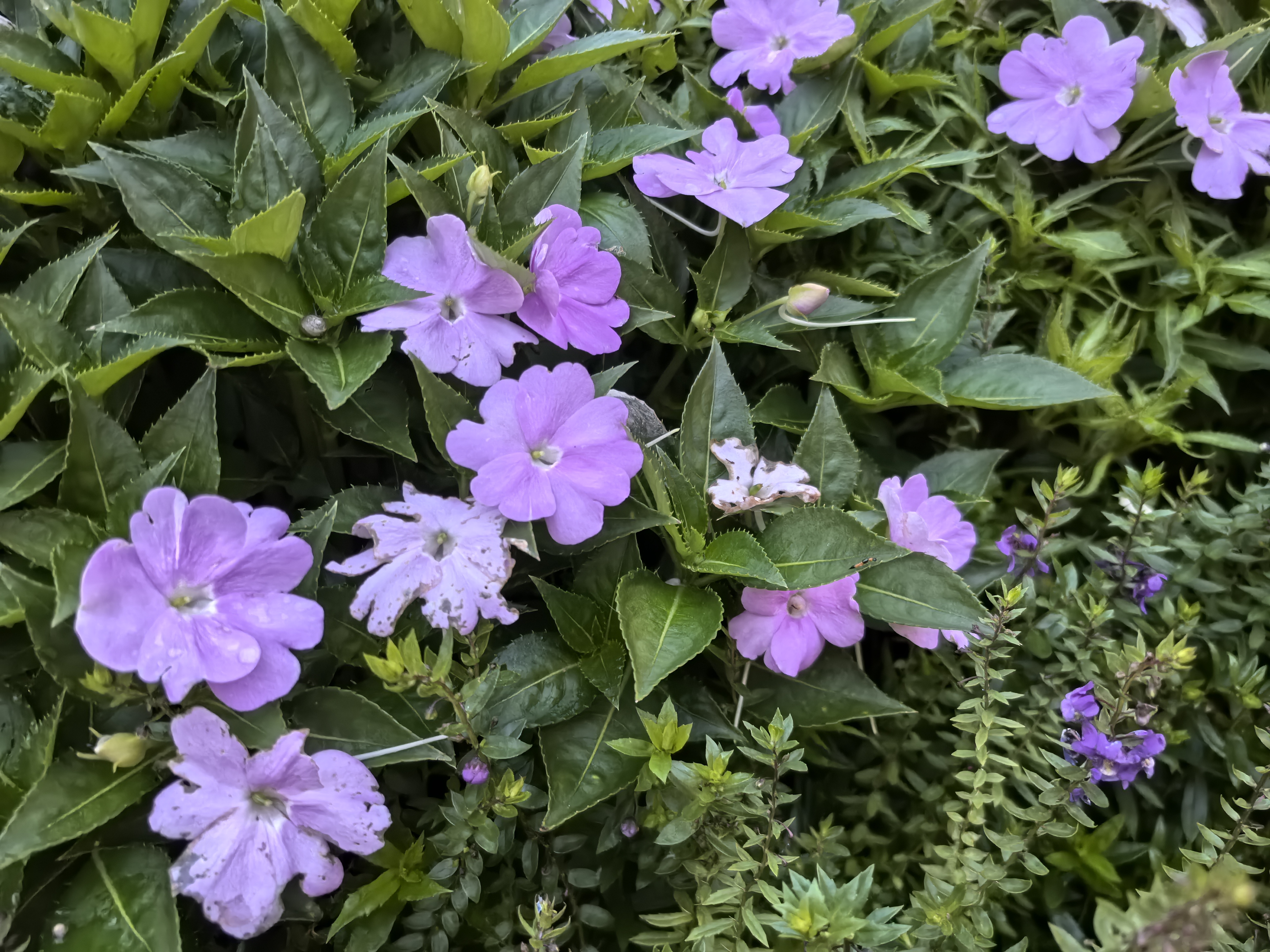 新几内亚凤仙花