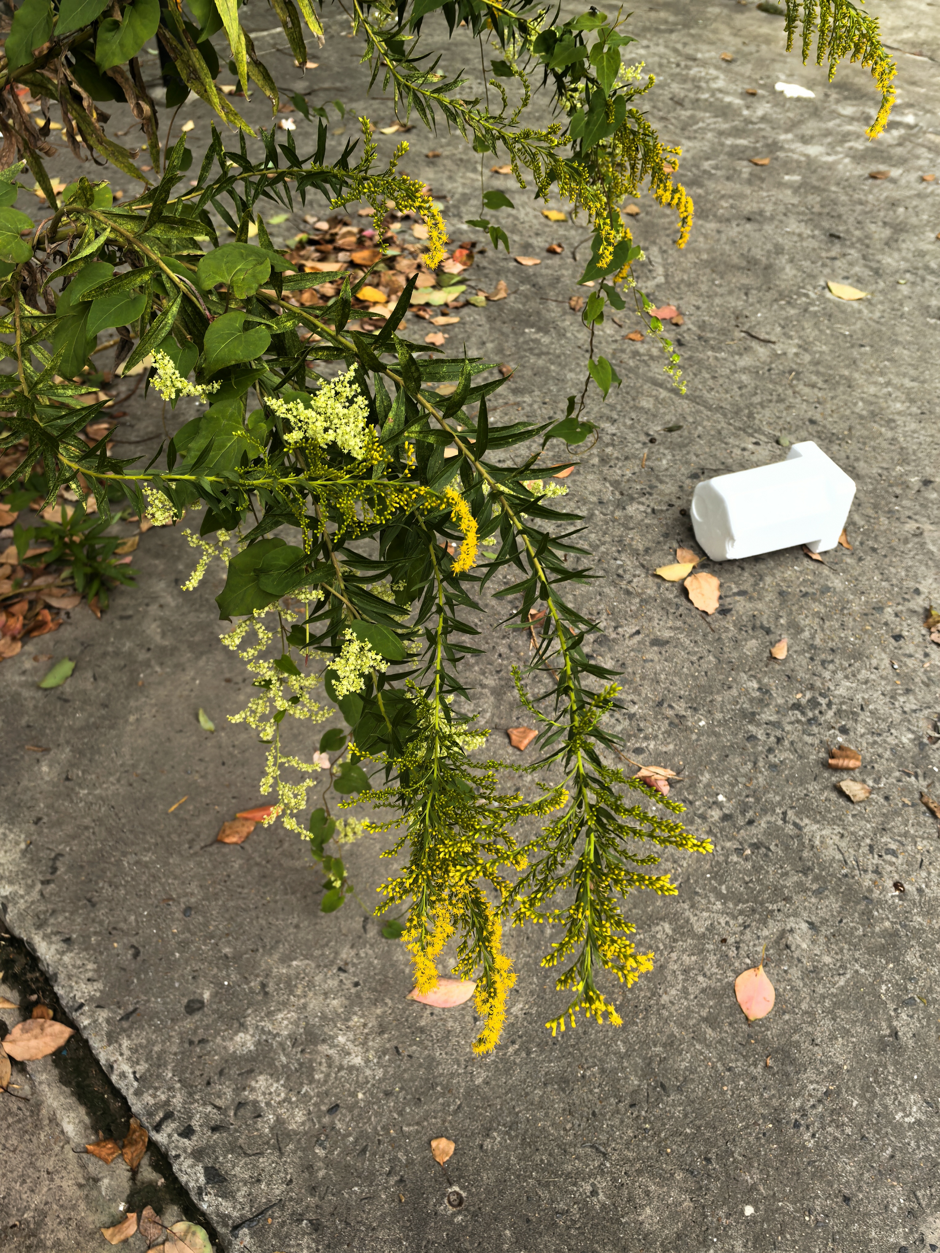 加拿大一枝黄花