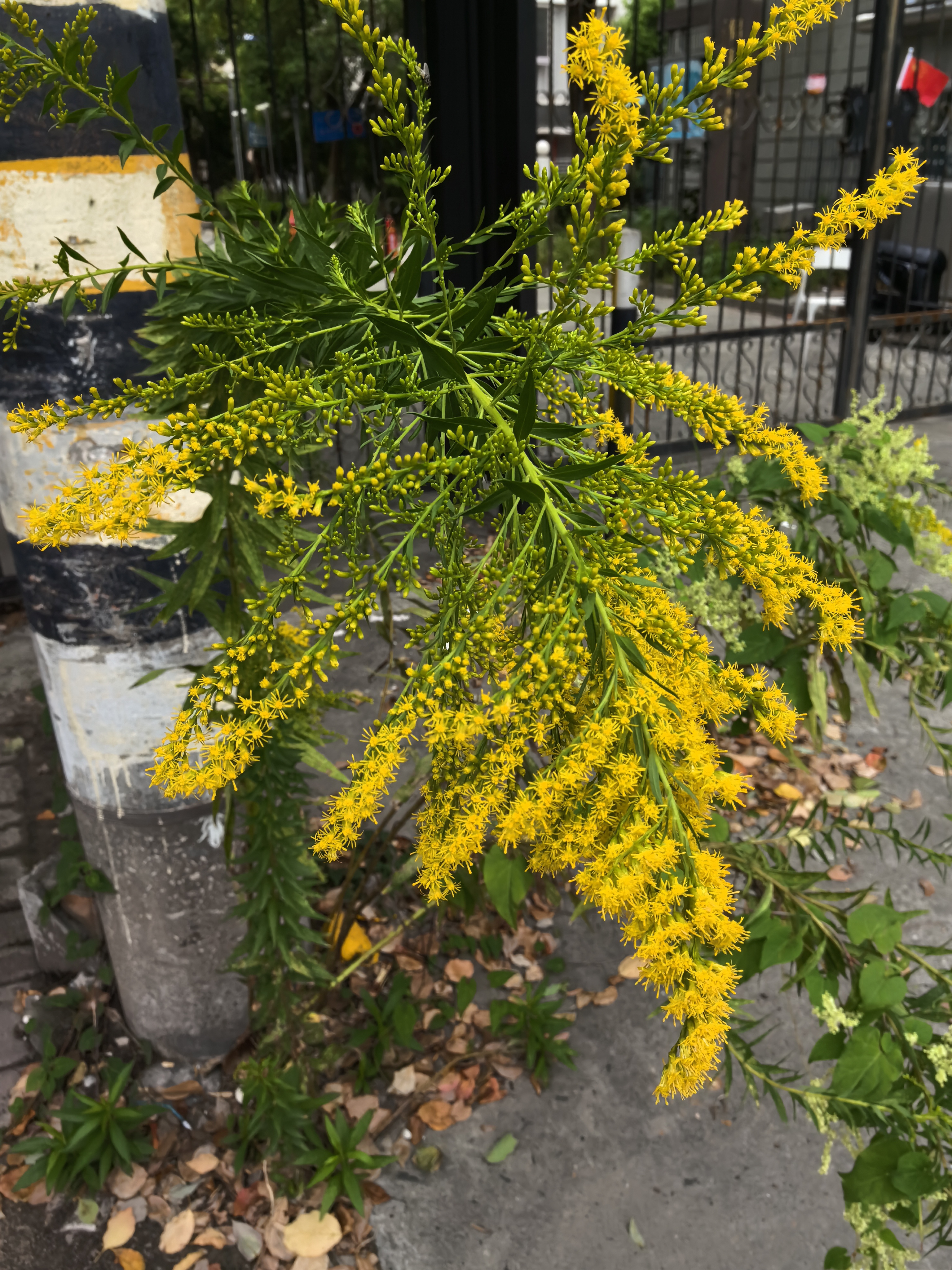 加南大一枝黄花1