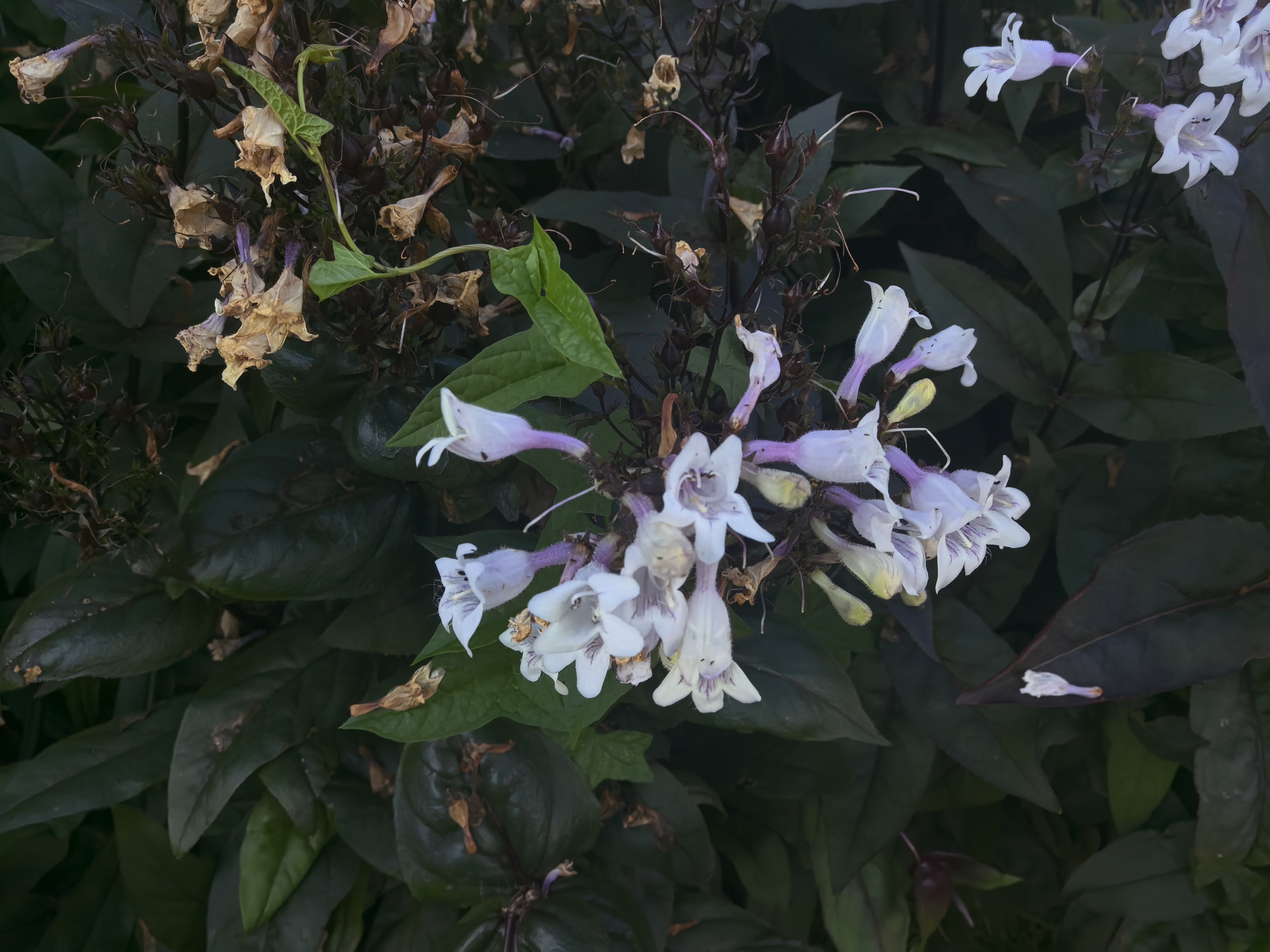 紫叶毛地黄钓钟柳