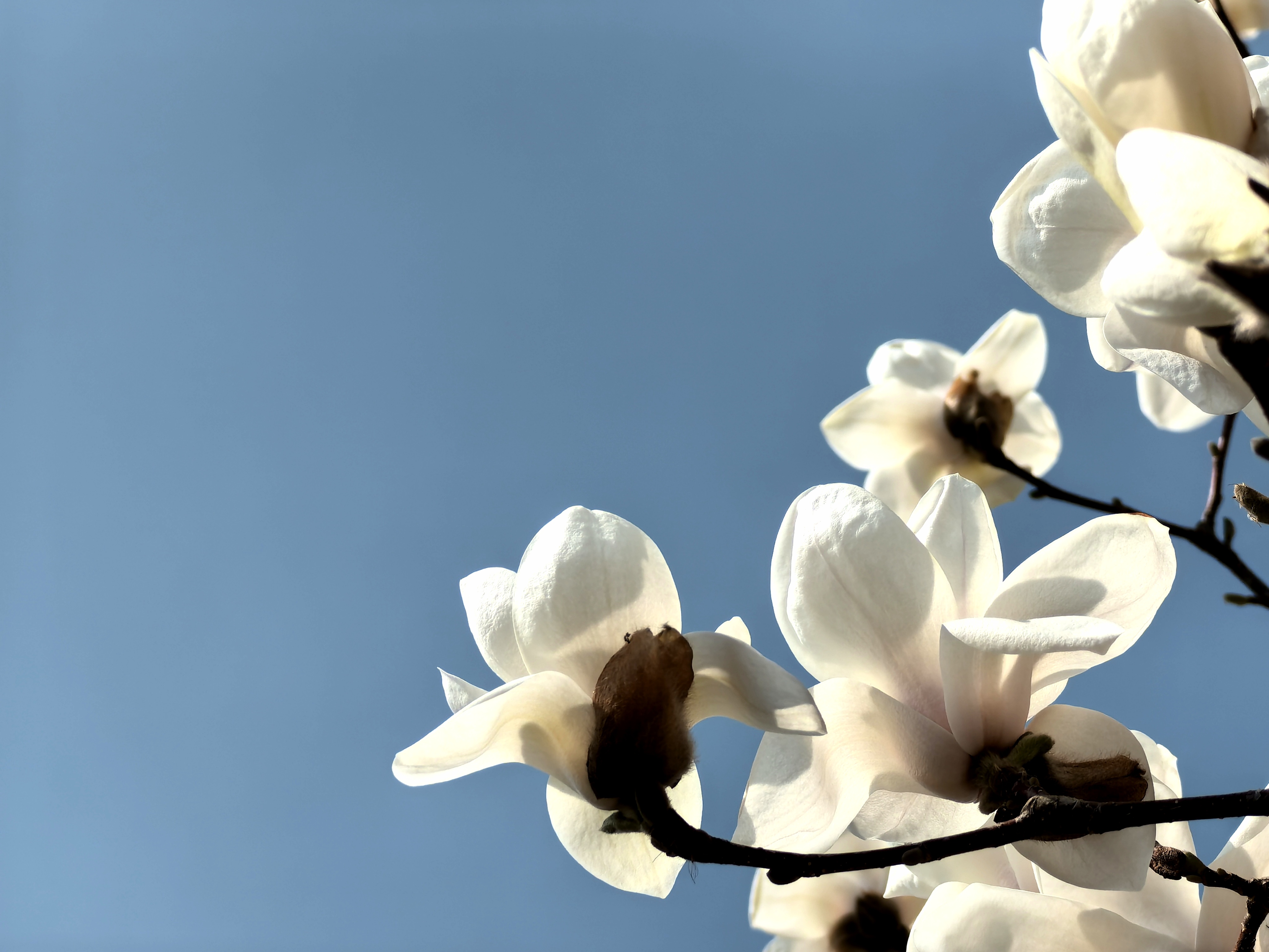 学校里的白玉兰